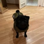 PetGishi™ Dog jacket With Built-in Harness photo review