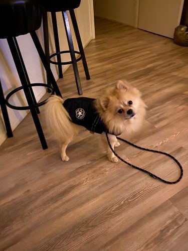 PetGishi™ Dog jacket With Built-in Harness photo review