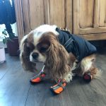 PetGishi™ Dog jacket With Built-in Harness photo review
