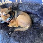 Pupniture™ Protector Calming Pet Bed photo review