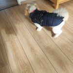 PetGishi™ Dog jacket With Built-in Harness photo review