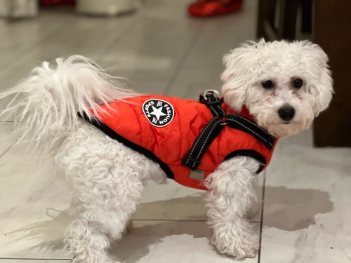 Click to view full screen PetGishi™ Dog jacket With Built-in Harness photo review
