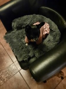 Pupniture&trade; Protector Calming Pet Bed photo review