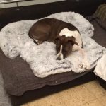 Pupniture™ Protector Calming Pet Bed photo review