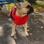 PetGishi™ Dog jacket With Built-in Harness photo review