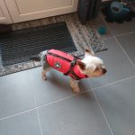 PetGishi™ Calming Dog jacket With Built-in Harness photo review