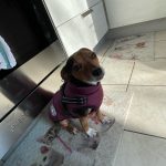 PetGishi™ Dog jacket With Built-in Harness photo review