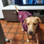 PetGishi™ Dog jacket With Built-in Harness photo review