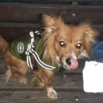 PetGishi™ Dog jacket With Built-in Harness photo review
