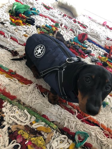 PetGishi™ Dog jacket With Built-in Harness photo review