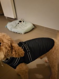 PetGishi™ Dog jacket With Built-in Harness photo review