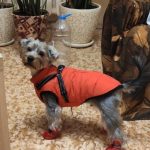 PetGishi™ Dog jacket With Built-in Harness photo review
