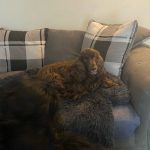 Pupniture™ Protector Calming Pet Bed photo review