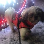 PetGishi™ Dog jacket With Built-in Harness photo review
