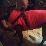 PetGishi™ Dog jacket With Built-in Harness photo review