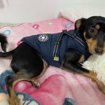 PetGishi™ Dog jacket With Built-in Harness photo review