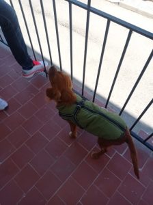 Click to view full screen PetGishi™ Dog jacket With Built-in Harness photo review