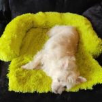 Pupniture™ Protector Calming Pet Bed photo review