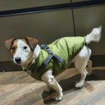 PetGishi™ Dog jacket With Built-in Harness photo review