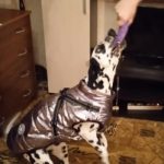 PetGishi™ Dog jacket With Built-in Harness photo review