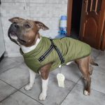 PetGishi™ Dog jacket With Built-in Harness photo review