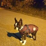 PetGishi™ Dog jacket With Built-in Harness photo review