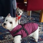 PetGishi™ Dog jacket With Built-in Harness photo review