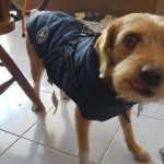 PetGishi™ Dog jacket With Built-in Harness photo review