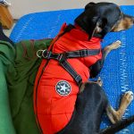 PetGishi™ Dog jacket With Built-in Harness photo review