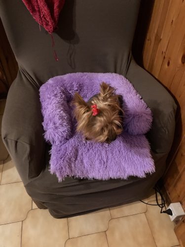 Pupniture&trade; Protector Calming Pet Bed photo review