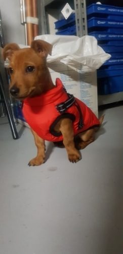 Click to view full screen PetGishi™ Dog jacket With Built-in Harness photo review