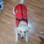 PetGishi™ Dog jacket With Built-in Harness photo review