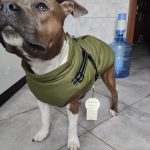 PetGishi™ Dog jacket With Built-in Harness photo review