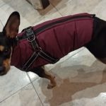 PetGishi™ Dog jacket With Built-in Harness photo review
