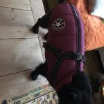 PetGishi™ Dog jacket With Built-in Harness photo review