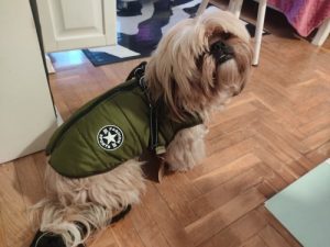 PetGishi™ Dog jacket With Built-in Harness photo review