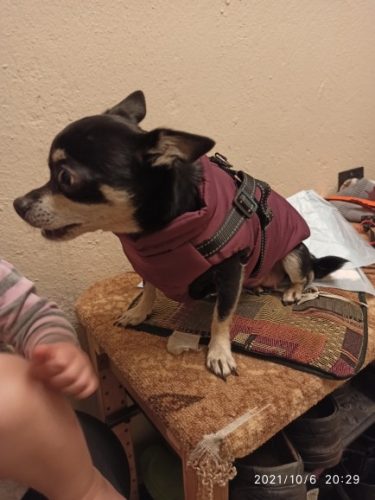 Click to view full screen PetGishi™ Dog jacket With Built-in Harness photo review