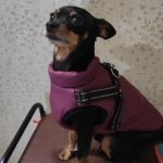 PetGishi™ Dog jacket With Built-in Harness photo review