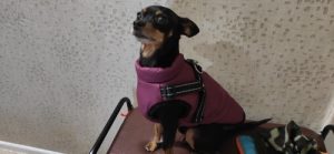 Click to view full screen PetGishi™ Dog jacket With Built-in Harness photo review