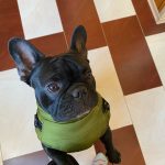 PetGishi™ Dog jacket With Built-in Harness photo review
