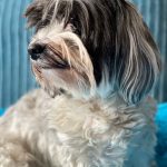 Pupniture™ Protector Calming Pet Bed photo review