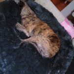 Pupniture™ Protector Calming Pet Bed photo review