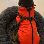 PetGishi™ Calming Dog jacket With Built-in Harness photo review