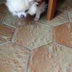 PetGishi™ Dog jacket With Built-in Harness photo review