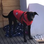 PetGishi™ Dog jacket With Built-in Harness photo review