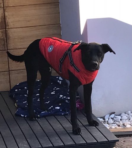 Click to view full screen PetGishi™ Dog jacket With Built-in Harness photo review
