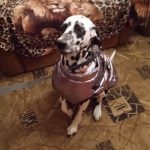 PetGishi™ Dog jacket With Built-in Harness photo review