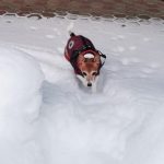 PetGishi™ Dog jacket With Built-in Harness photo review