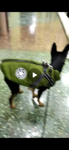 PetGishi™ Dog jacket With Built-in Harness photo review