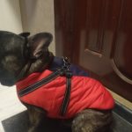 PetGishi™ Dog jacket With Built-in Harness photo review